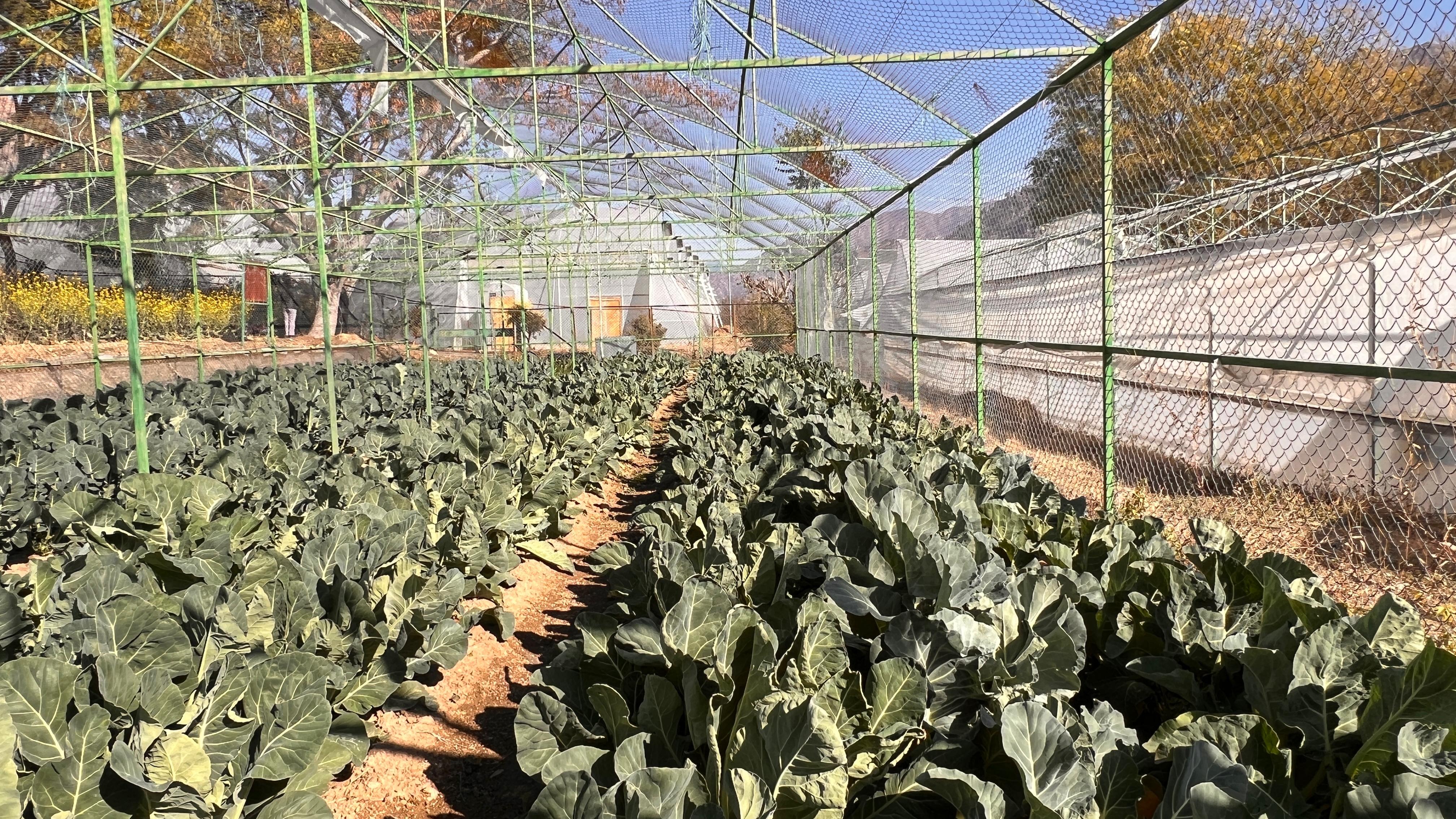 Drone monitoring crops